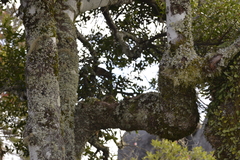 Elaeocarpus holopetalus