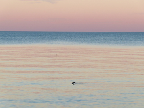 Bufflehead photographed in Wisconsin