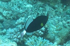 Melichthys vidua