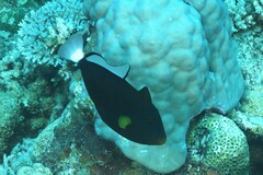 Melichthys vidua