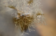 Limnogonus