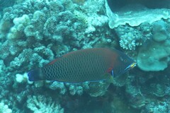 Pseudodax moluccanus
