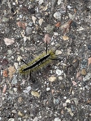 Lophocampa mixta