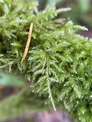 Pseudisothecium stoloniferum