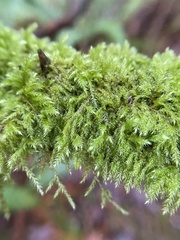 Pseudisothecium stoloniferum