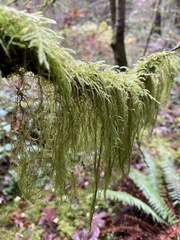 Pseudisothecium stoloniferum