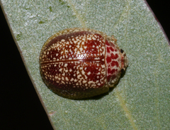 Paropsis variegata