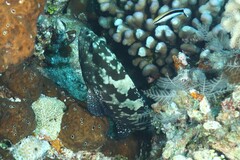 Epinephelus polyphekadion