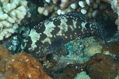 Epinephelus polyphekadion