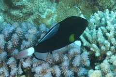 Melichthys vidua