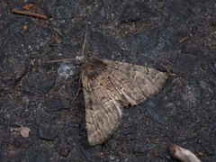Pachyligia dolosa