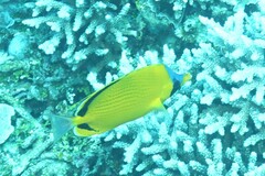 Chaetodon semeion