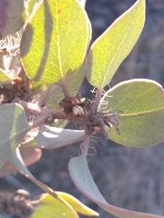 Arctostaphylos glandulosa