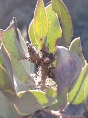 Arctostaphylos glandulosa