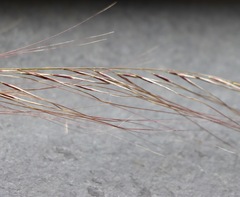 Austrostipa scabra