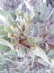 Arctostaphylos glandulosa