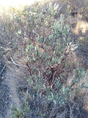 Arctostaphylos glandulosa