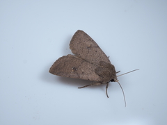 Athetis cinerascens