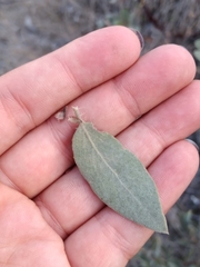 Arctostaphylos glandulosa