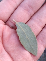 Arctostaphylos glandulosa