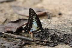Graphium procles