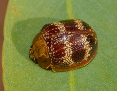 Paropsis mystica