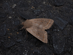 Anorthoa angustipennis