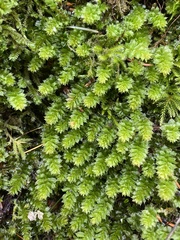 Plagiomnium venustum