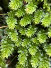 Plagiomnium venustum