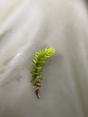 Plagiomnium venustum