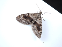 Trichopteryx terranea