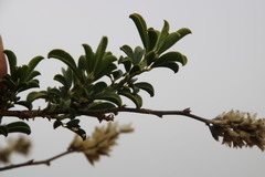 Psoralea arborescens