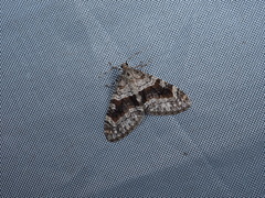 Trichopteryx terranea