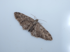 Eupithecia