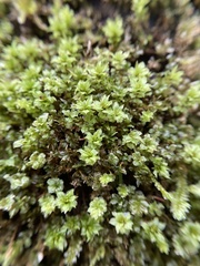 Plagiomnium venustum