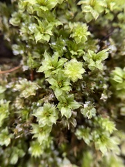 Plagiomnium venustum