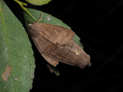 Eupsilia quadrilinea