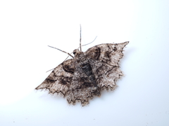 Protalcis concinnata