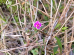 Rhexia nuttallii