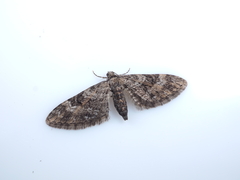 Eupithecia
