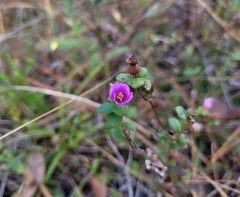 Rhexia nuttallii