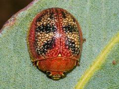 Paropsis carnosa