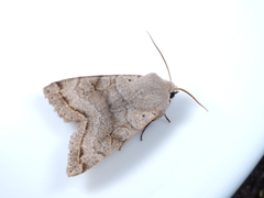 Orthosia evanida
