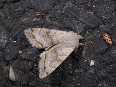Orthosia evanida