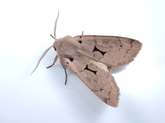 Orthosia carnipennis