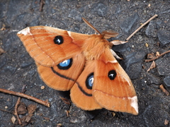 Aglia japonica