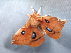 Aglia japonica