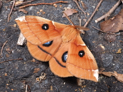 Aglia japonica