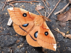 Aglia japonica