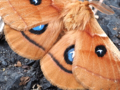 Aglia japonica